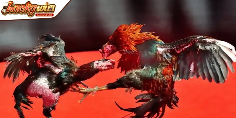 Sảnh game cung cấp đa dạng các loại hình đá gà hấp dẫn, thú vị