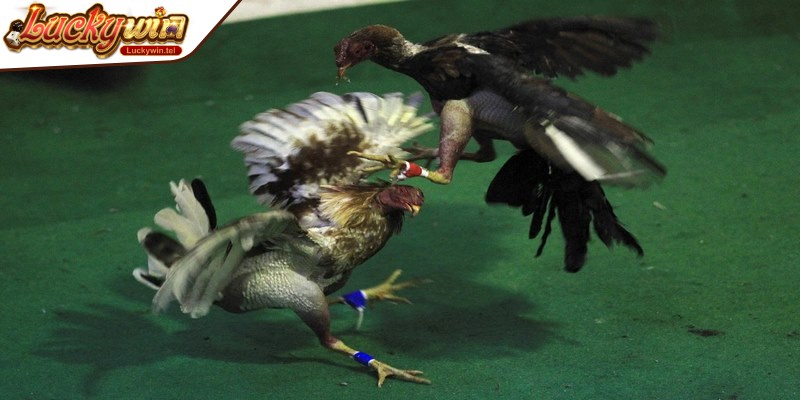 Đá gà Mỹ là hình thức thi đấu của giống chiến kê mạnh mẽ, dẻo dai và thông minh