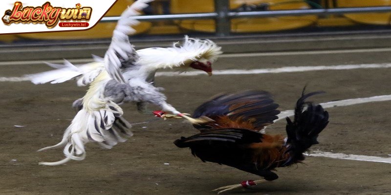 Đấu gà Mỹ được yêu thích nhờ chiến kê sở hữu nhiều ưu điểm vượt trội