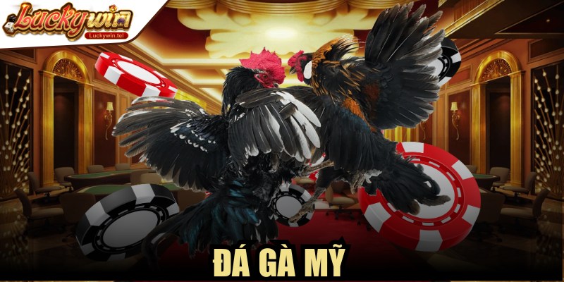 Đá Gà Mỹ