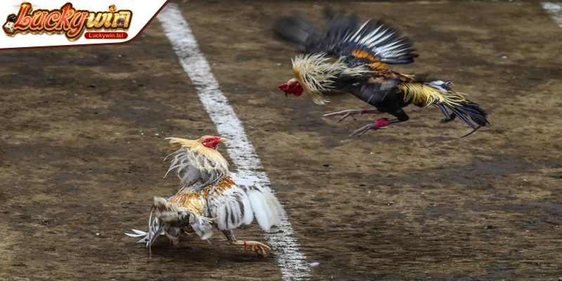 Đá gà Philippines được nhiều người yêu thích bởi sự lôi cuốn và chất lượng