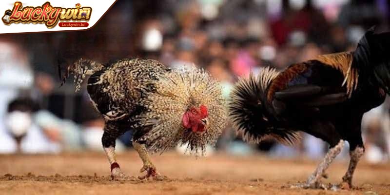 Đá gà Thomo là những trận đấu diễn ra với luật chơi minh bạch, chuyên nghiệp